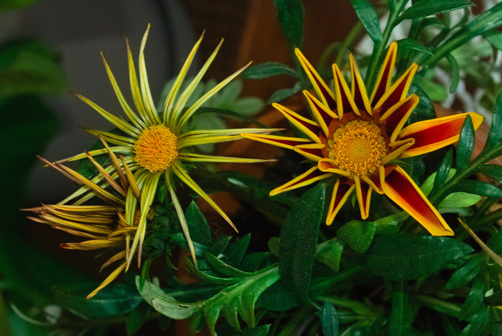 A close-up photo of some flowers. They have a yellow center with pointy, red petals that have yellow edges which are slightly rolled-up.