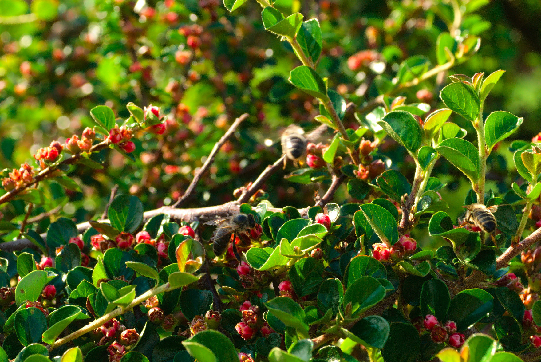 A photo of a bush with tiny green leaves and tiny, round, reddish-pink flowers. There are some bees pollinating the flowers.