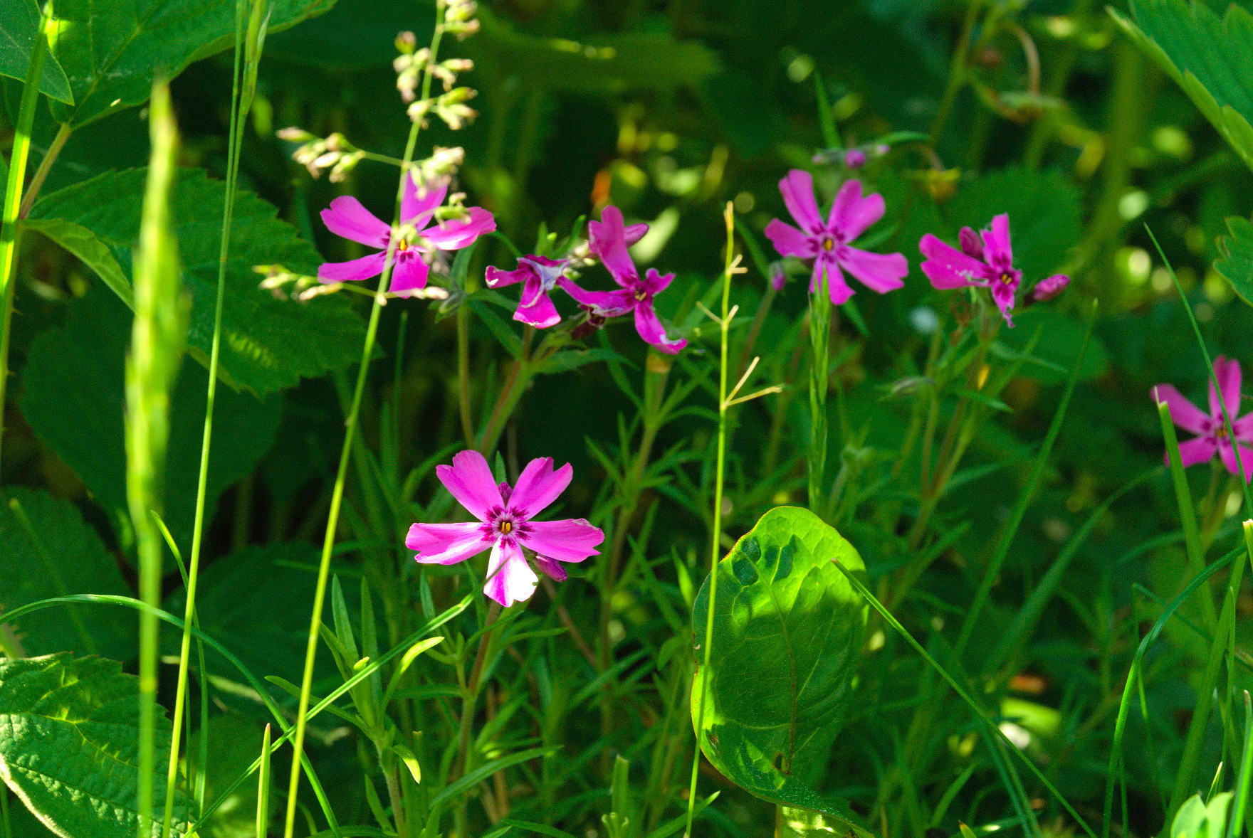 A photo of some flowers inbetween grass under a bush. The petals are pink, with v-shaped ends, there are black spots near the center and the center part is very tiny and yellow.