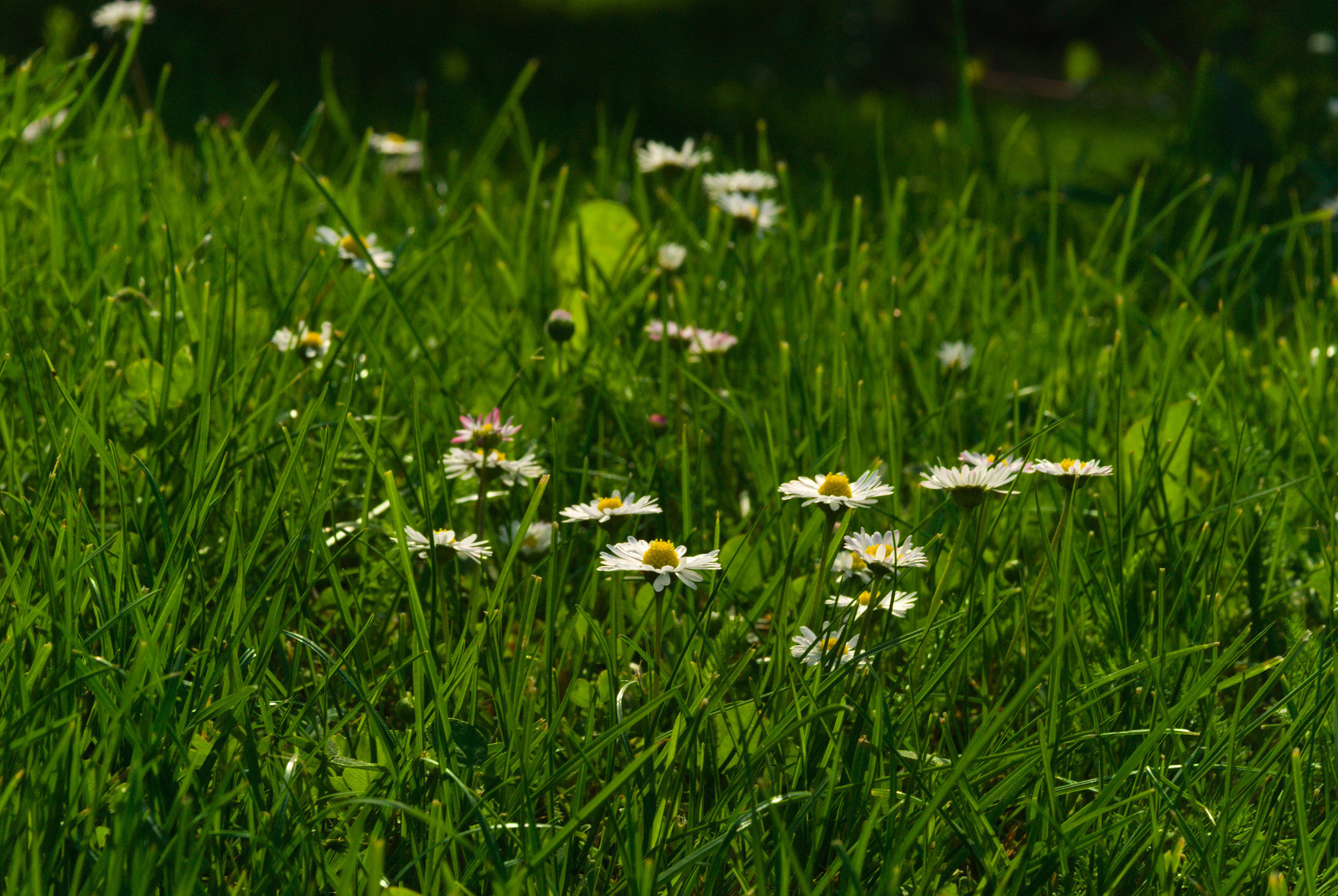 A photo of daisies in the grass from the side. Most of them have white petals but a few of them have partially pink petals.